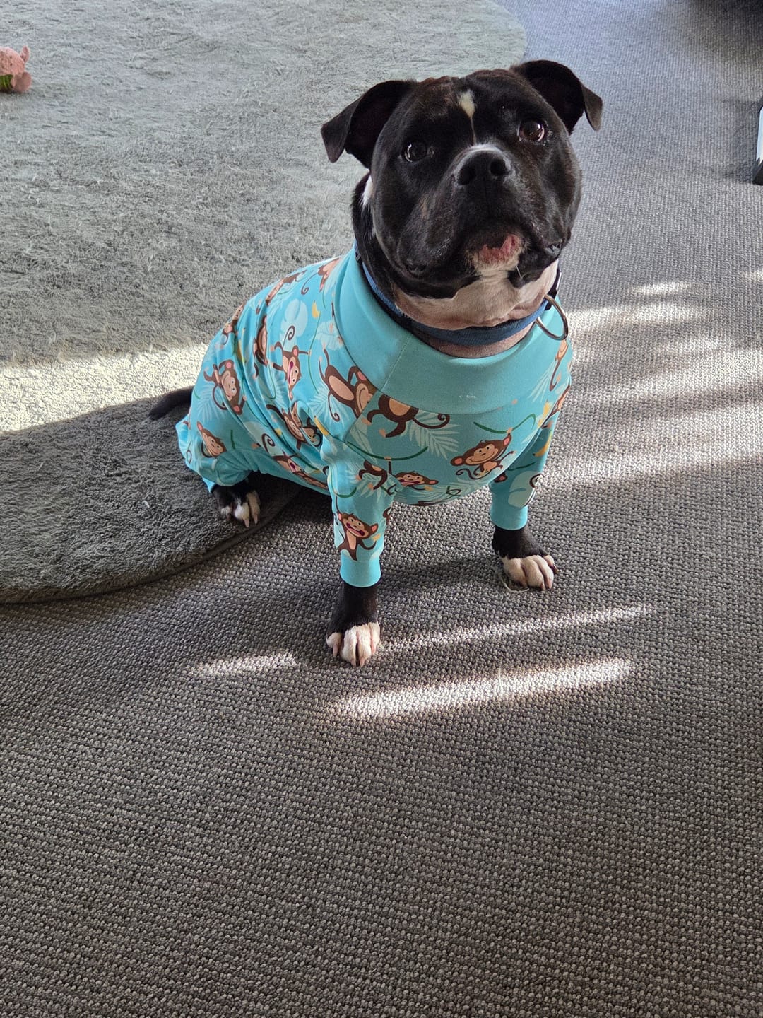 Customer photo review of Dog Pajama - Monkey Business