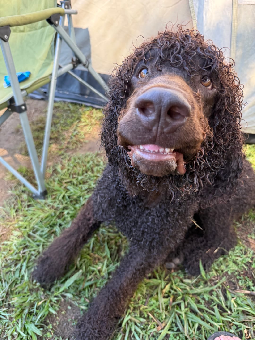 Customer photo review of Bulk Box for Dogs