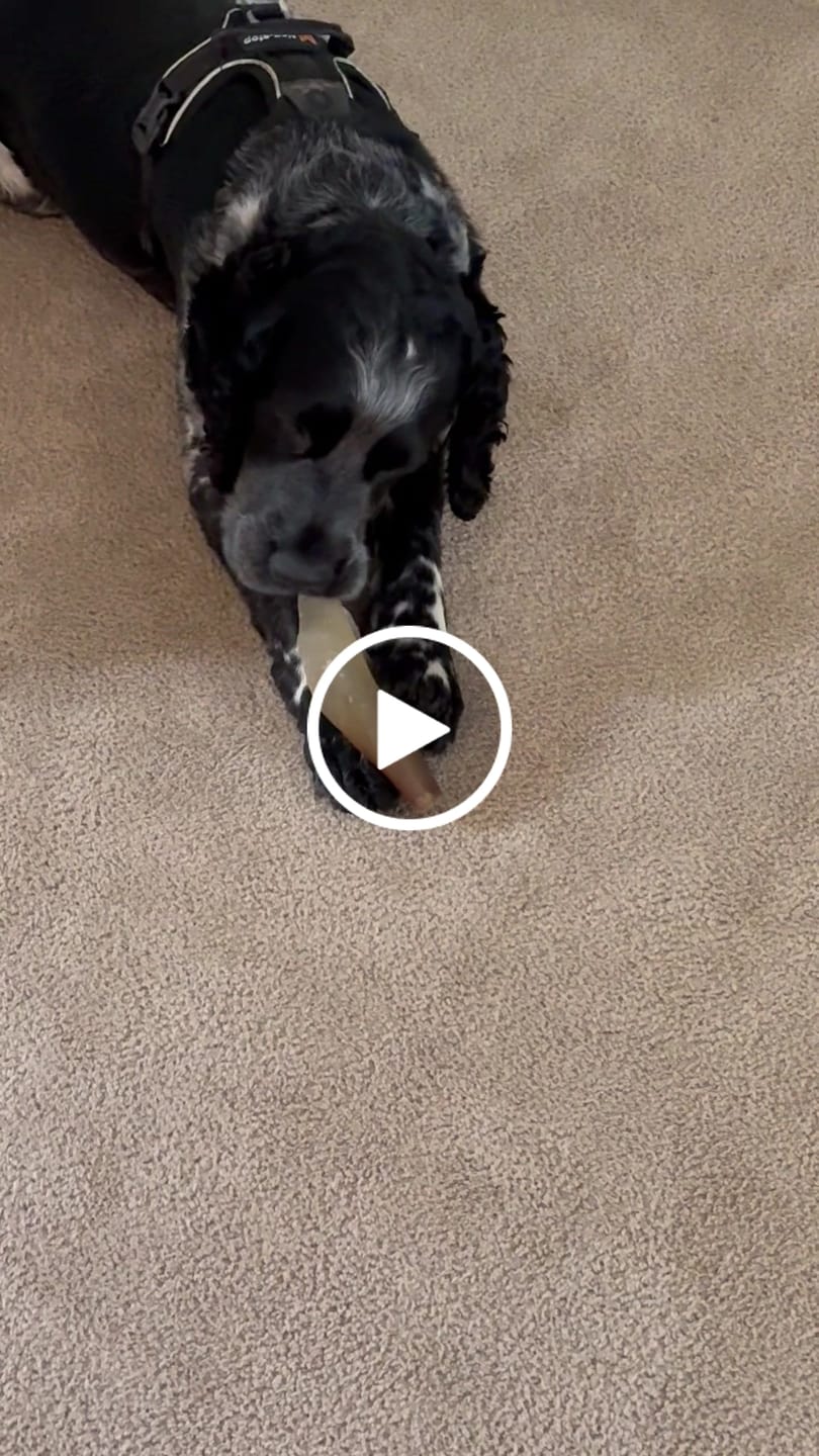 Customer video review of 1 LB Chew Pack