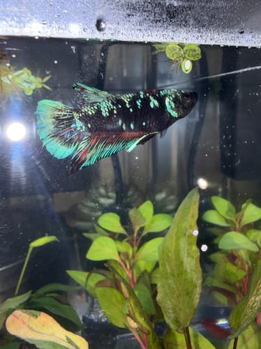 Customer's Plakat Male Betta fish with a speckled dark body and bright turquoise fins in a planted aquarium.