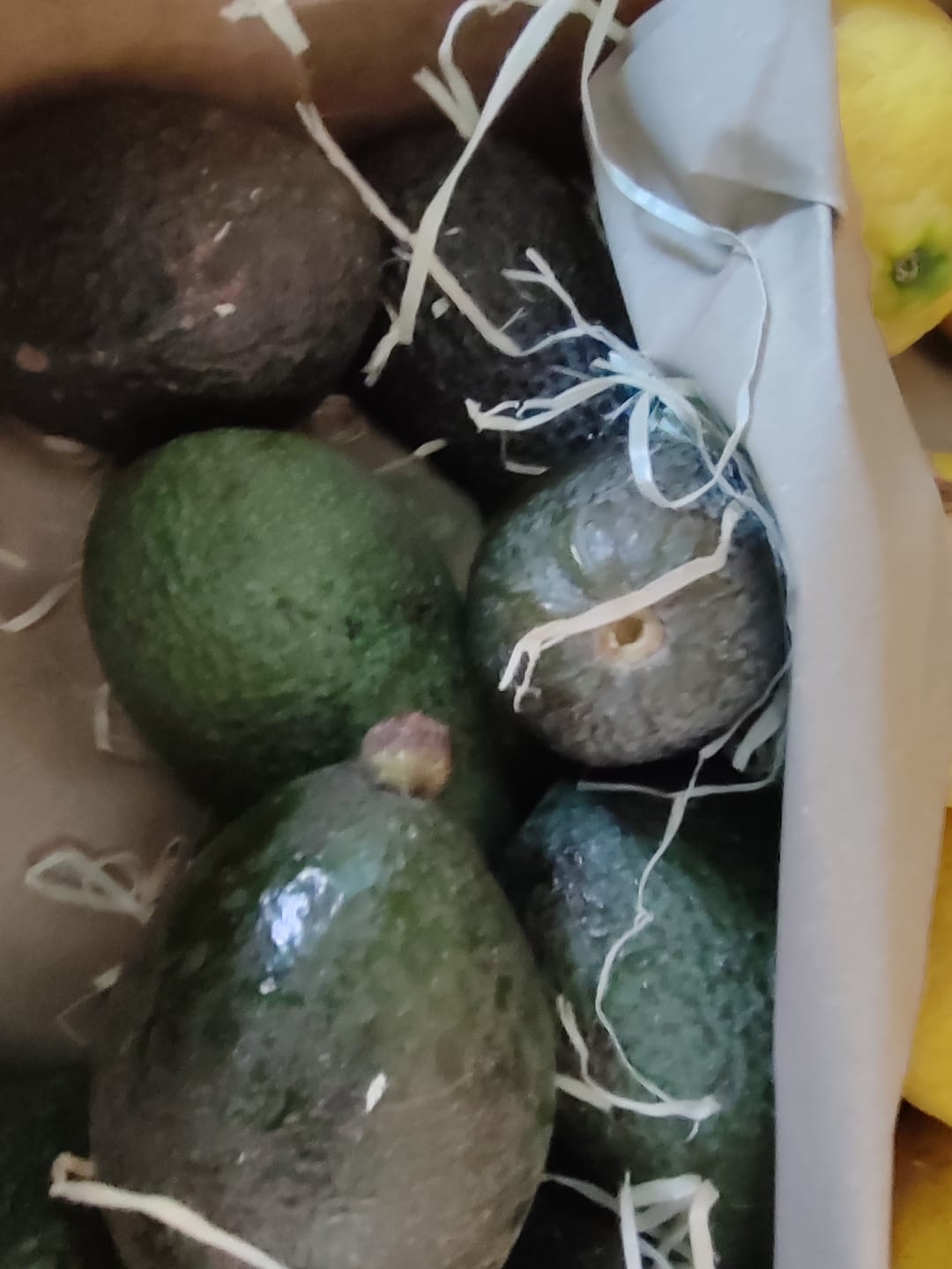 Customer photo review of Avocado-Mix 13 Monate baumgereift Sonderaktion % 2kg Box