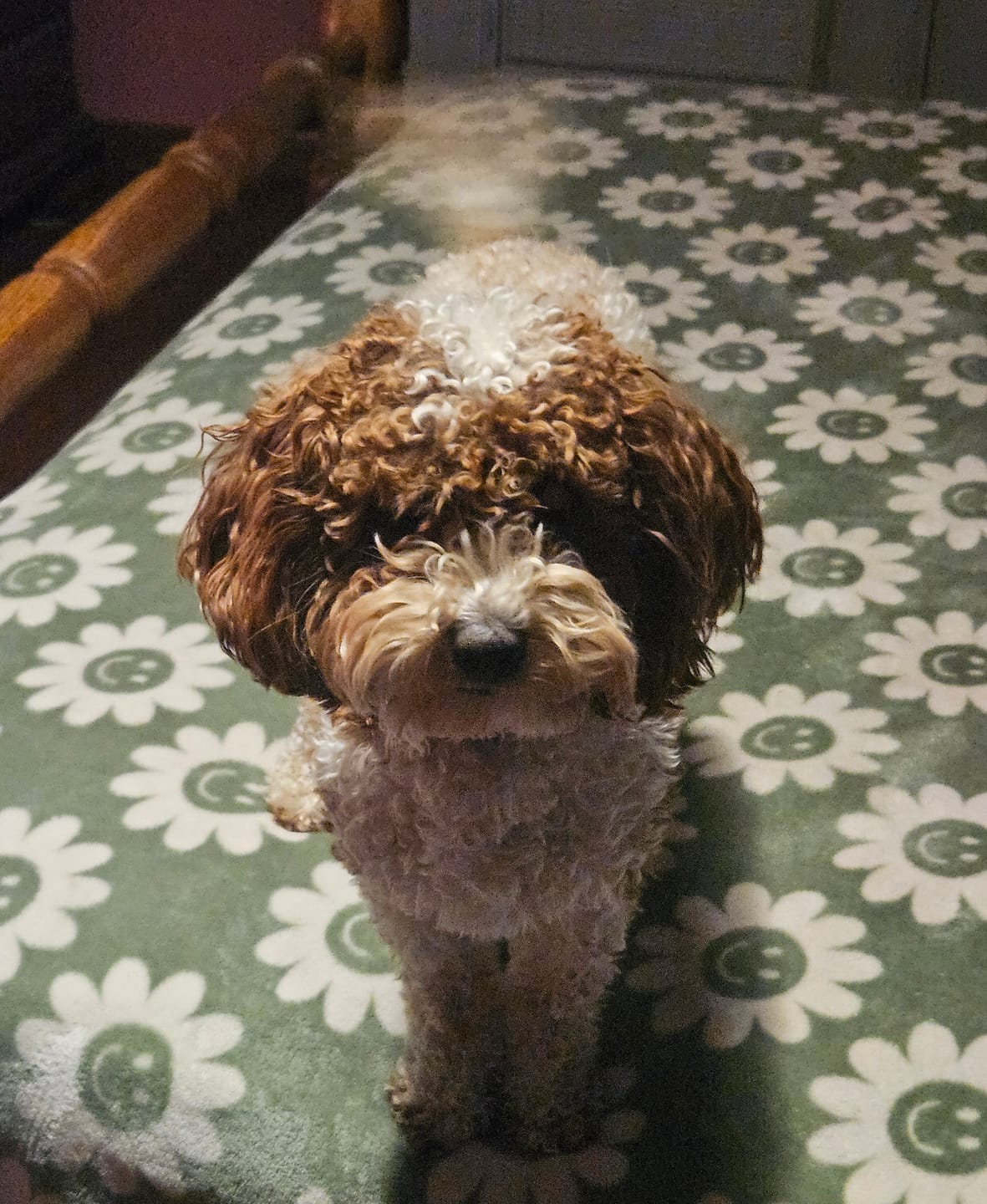 Customer photo review of 6 Inch Jumbo Bully Stick