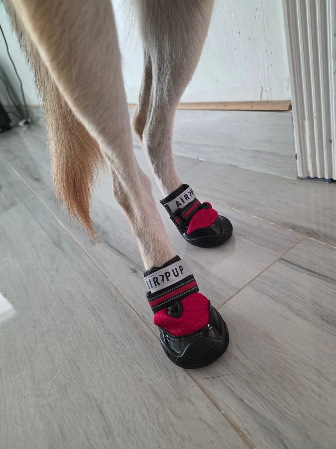Customer photo review of AIR PUP DOG SHOES - SET OF 4
