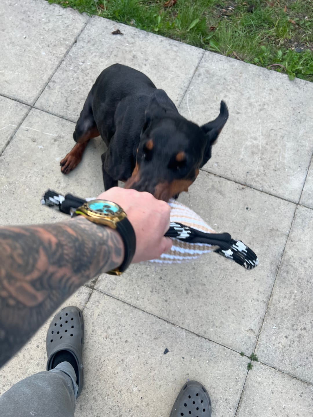 Customer photo review of Large bite pillow