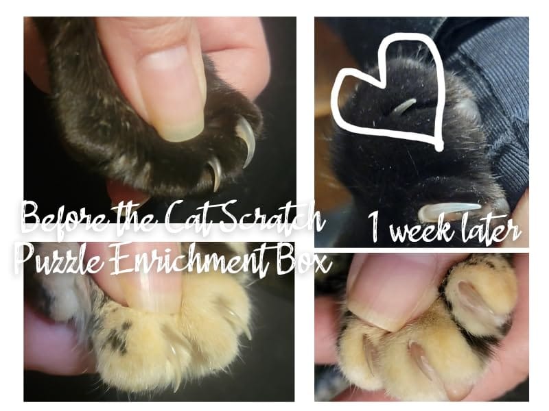 Customer photo review of ClawEase™ Cat Nail Filing Box