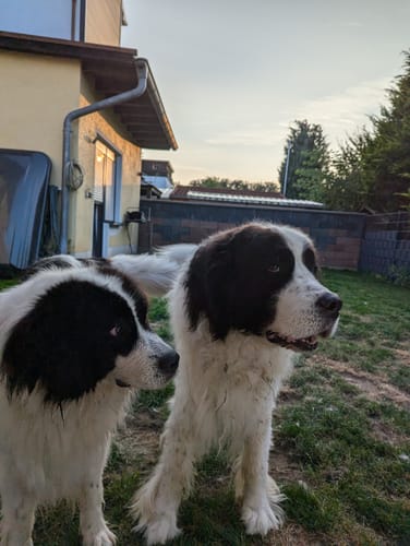 Kunde zeigt seine beiden großen Landseer-Hunde im Garten nach der Einnahme von Multi Vital.