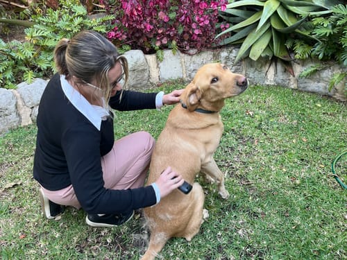 Customer photo review of LabraFur Lifestyle Kit