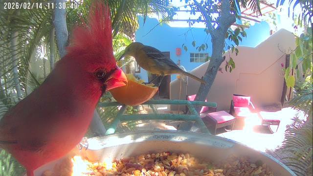 Customer photo review of Birdfy Smart Feeder - Limited Mother's Day Gift Set