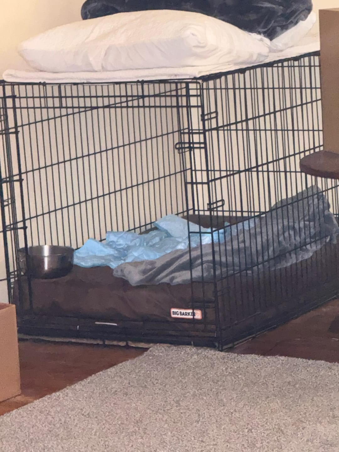 Customer photo review of Protect Your Dog From Overheating And Dangerous Heat Stress With IcyNap