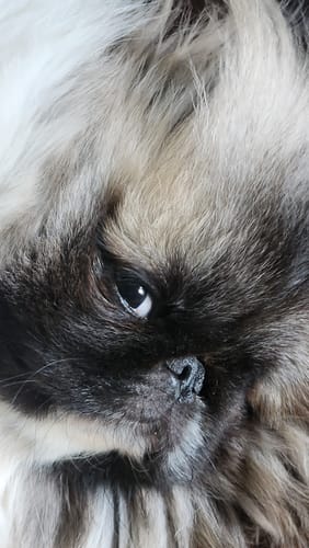 Customer photo review of DoggieBalm Natural Manuka & Hemp Shampoo and Conditioner