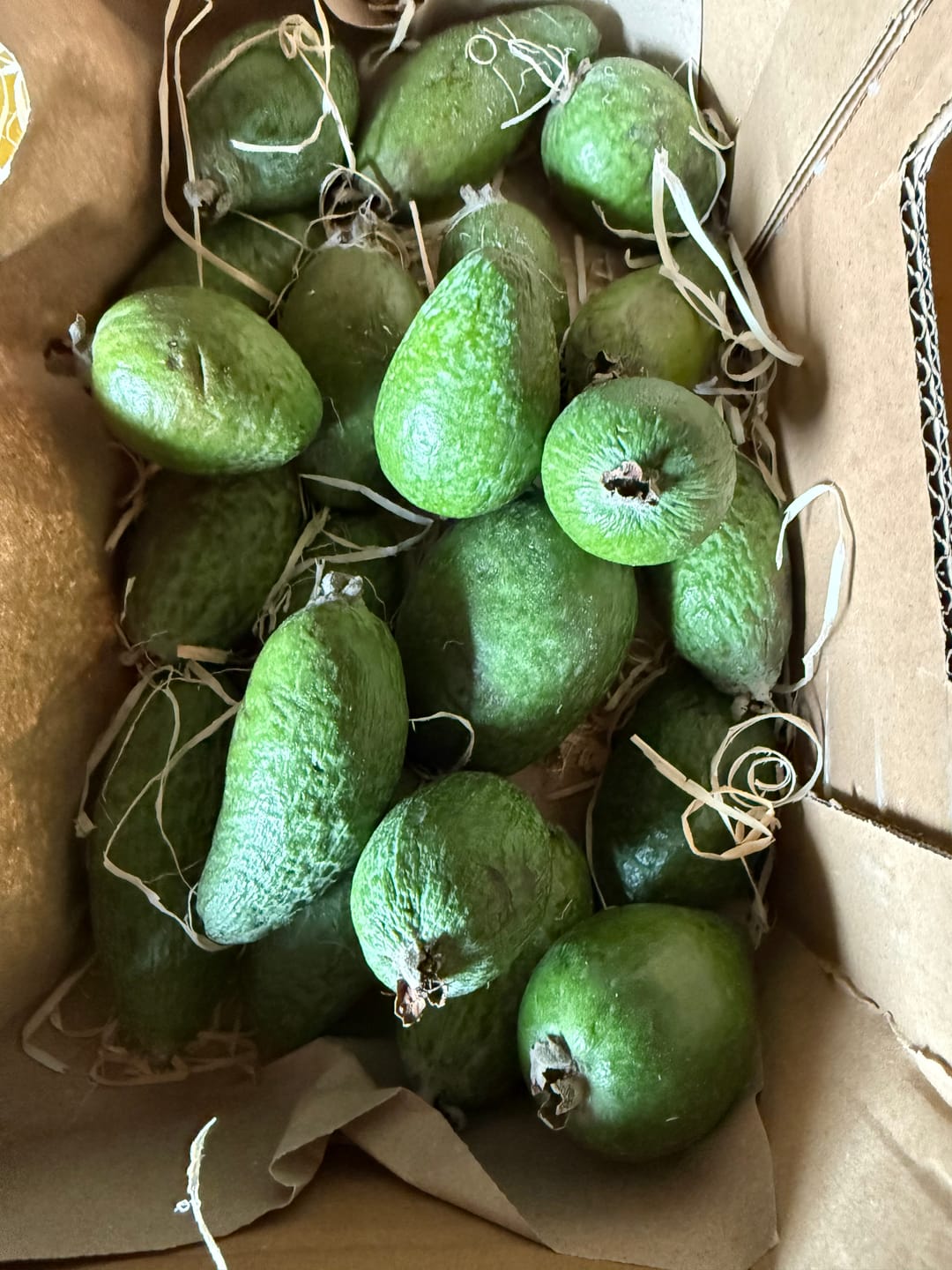 Customer photo review of Feijoa (brasilianische Guave)