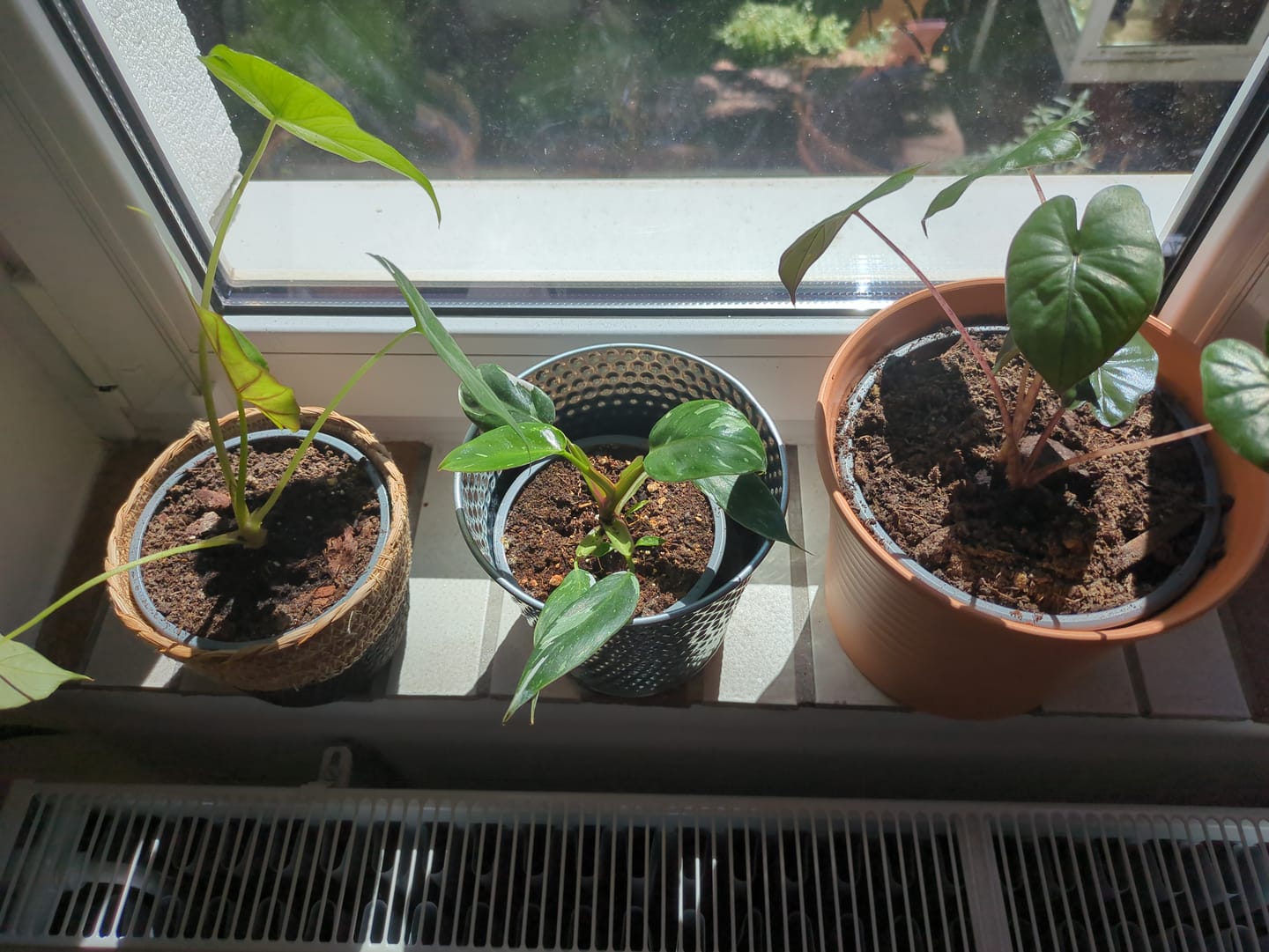 Customer photo review of SAD-PLANT-SET