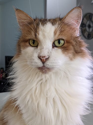 Photo du chat d'un client, un chat senior à poil long roux et blanc, qui apprécie la Pâtée pour insuffisance rénale.