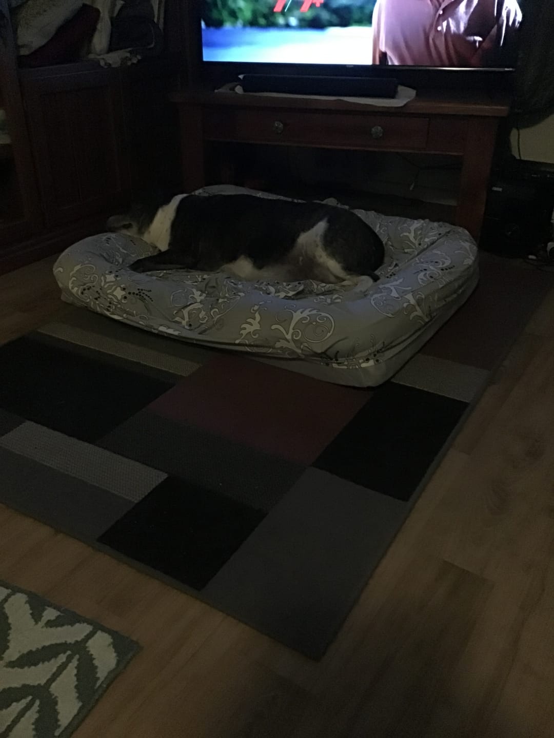 Customer photo review of Memory Foam Pet Sofa Bed