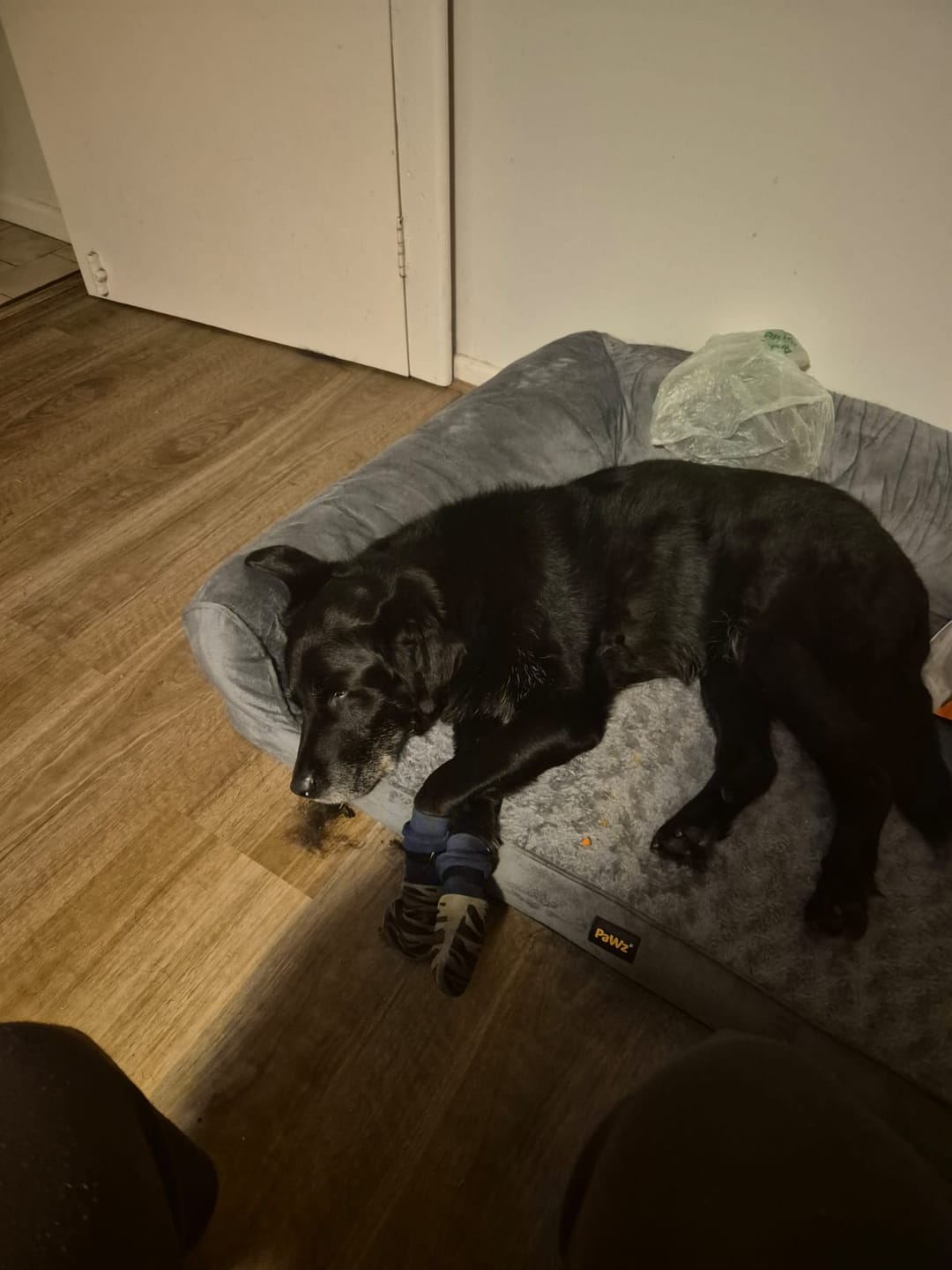 Customer photo review of Pet Sofa Bed