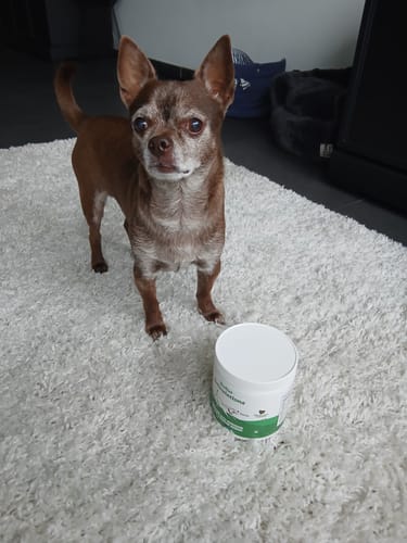 Le chien âgé d'un client se tient à côté d'un pot de Complément articulations sur un tapis blanc.