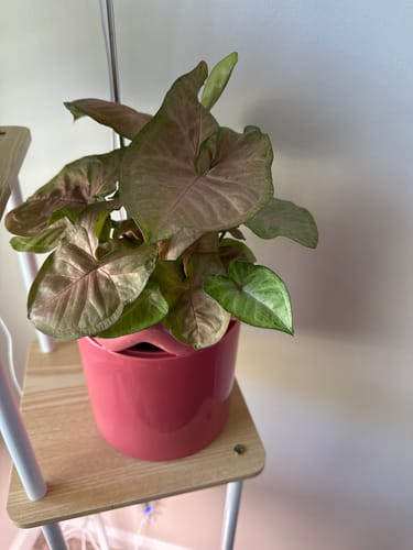 Customer's Syngonium Neon Pink plant in a glossy pink pot, shown on a plant stand.