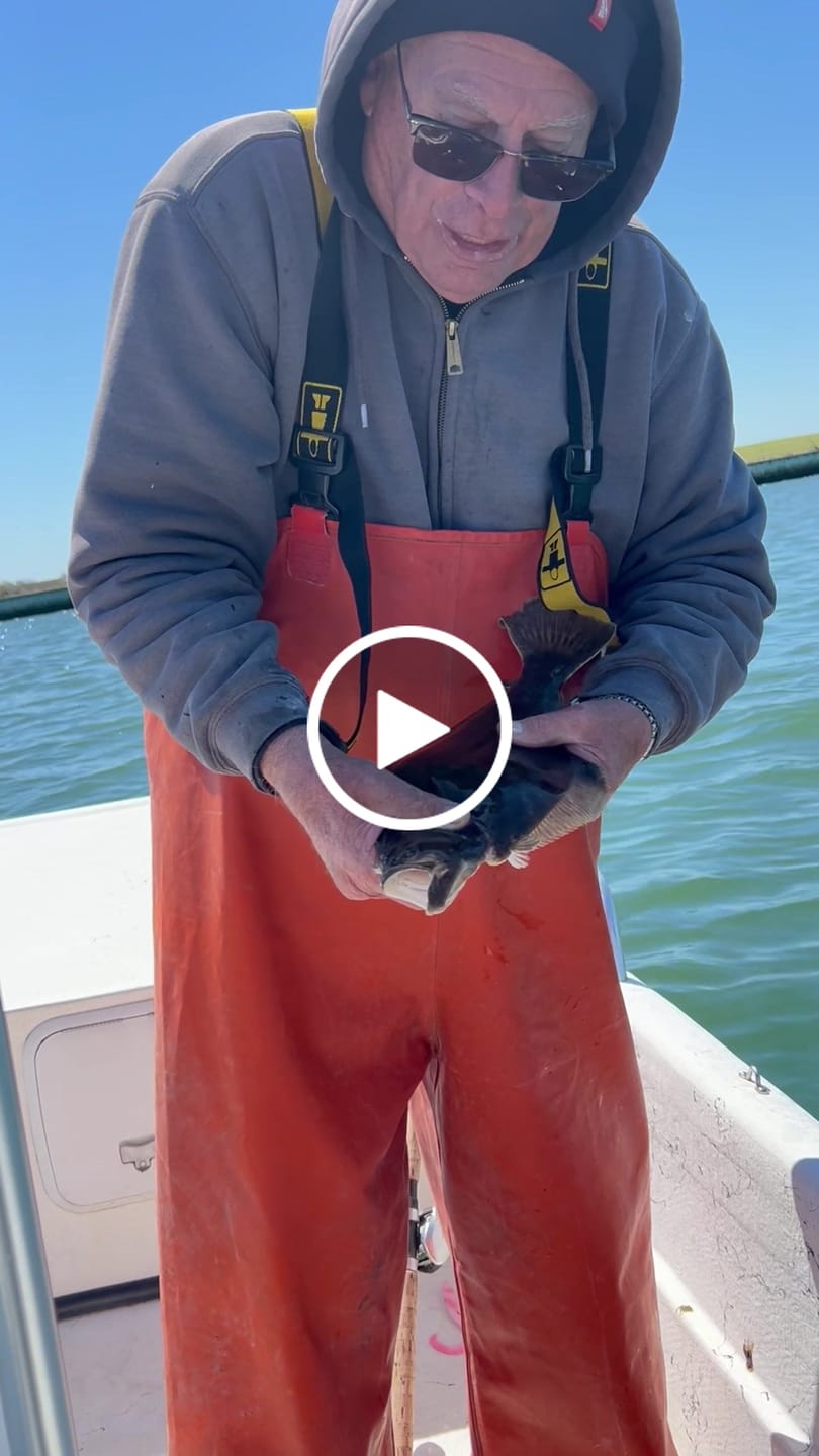 Customer video review of Pre-tied Dropper Loop Rigs USA
