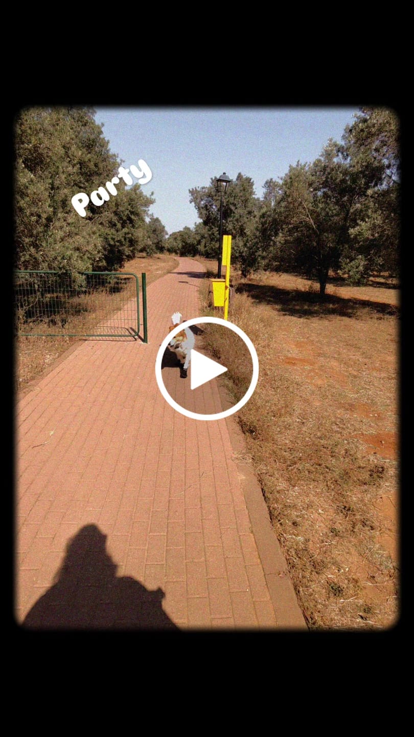 Customer video review of AIR PUP SPRINTERS - SET OF 4