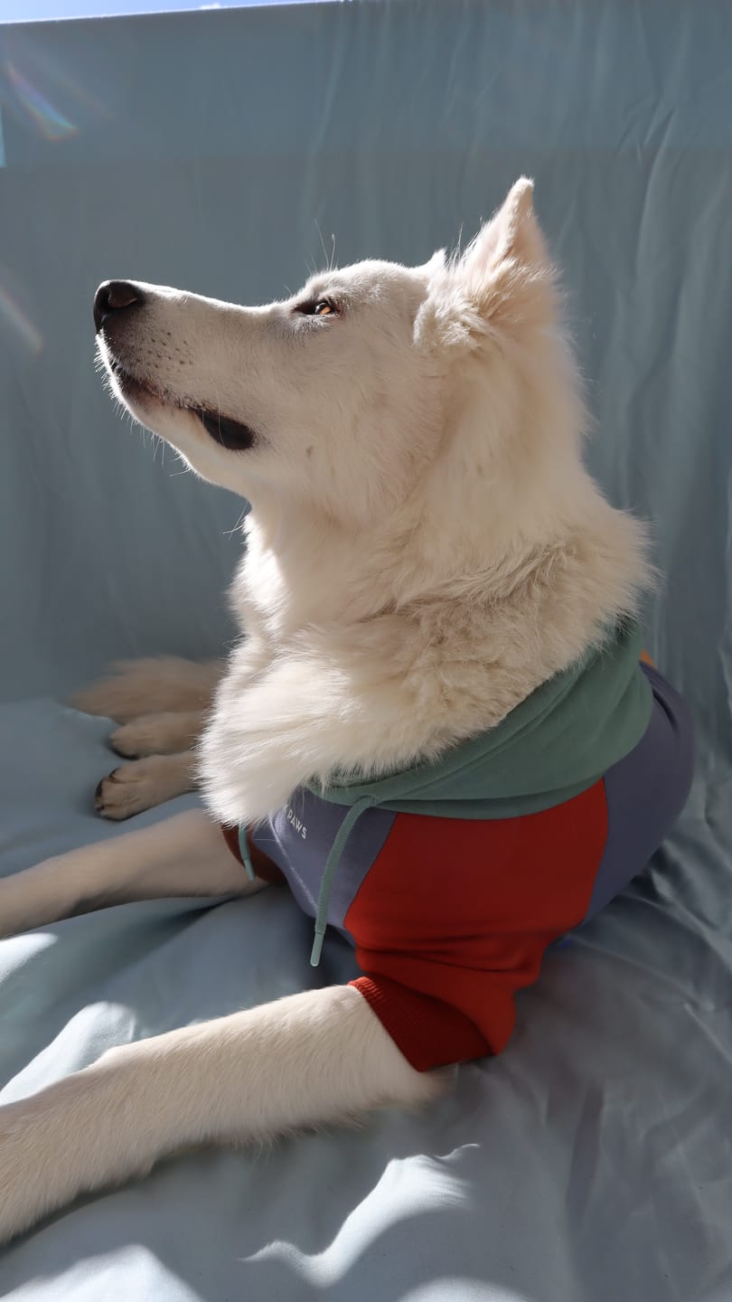 Customer photo review of Alpine Dog Hoodie