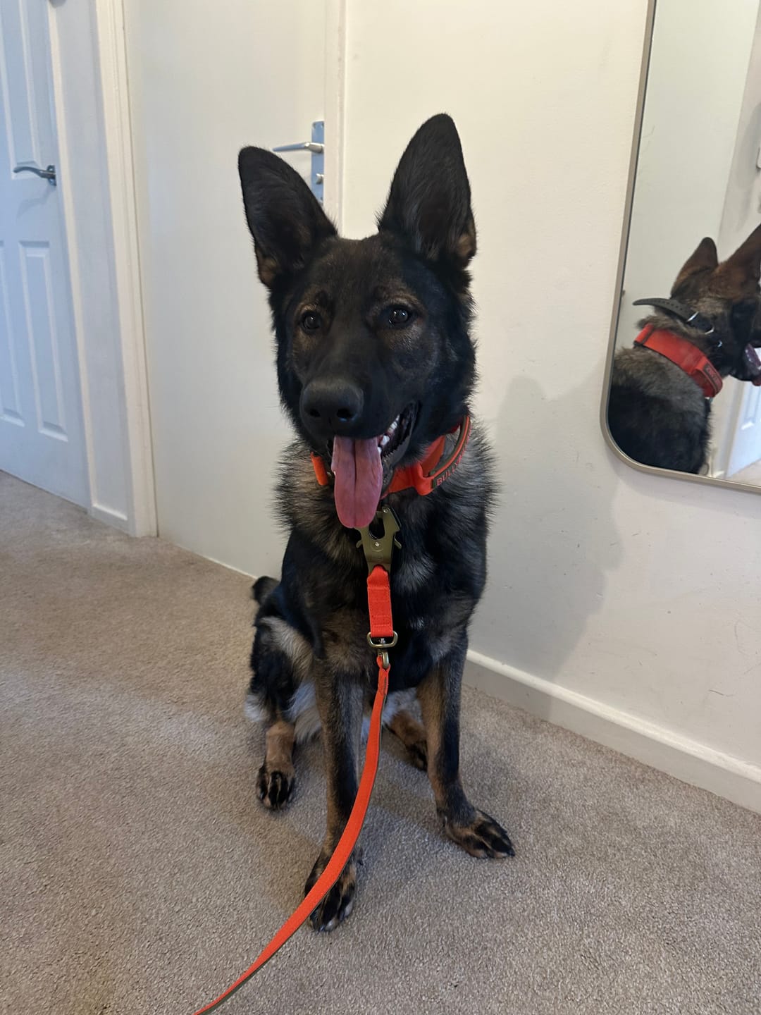 Customer photo review of 5cm Lighter Combat® Collar | With Handle Secure Clip - Burnt Orange X Khaki