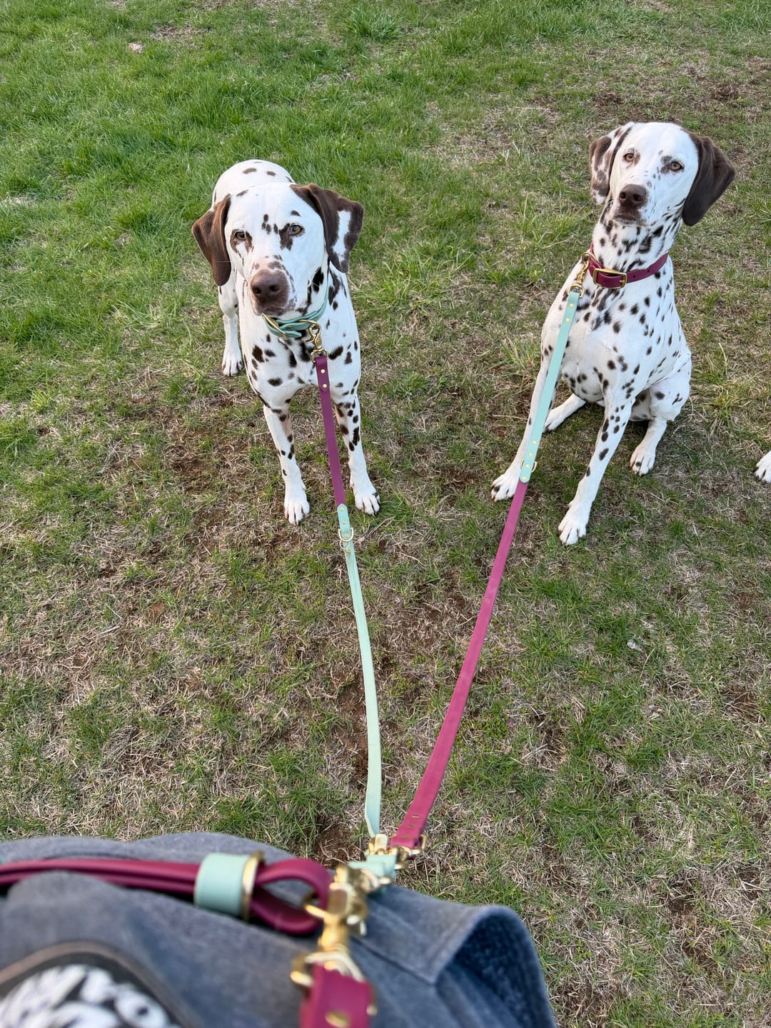Customer photo review of Hands-Free Leash Adapter