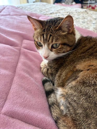 Le chat d'un client allongé sur une couverture après avoir dégusté la Pâtée pour Insuffisance Rénale.