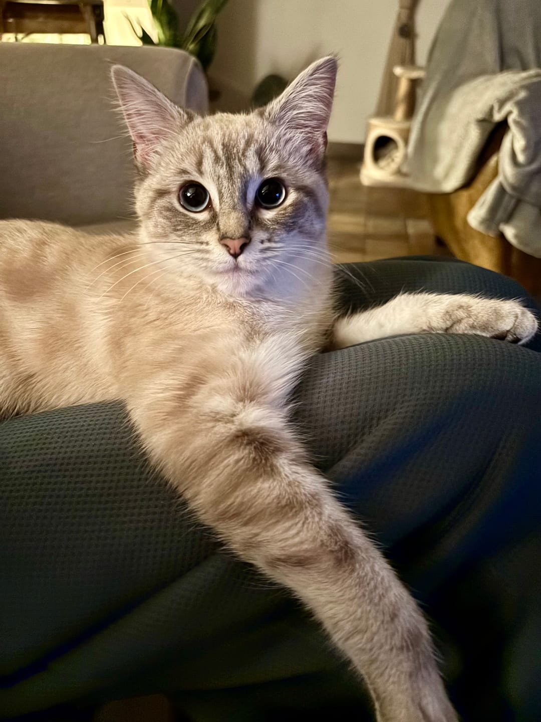 Customer photo review of Pâtées riches en thon & aux courgettes (Chat stérilisé et chat adulte)