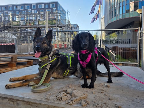 Customer photo review of Neoprene Dog lead with Name - XS/S | 4Kyon