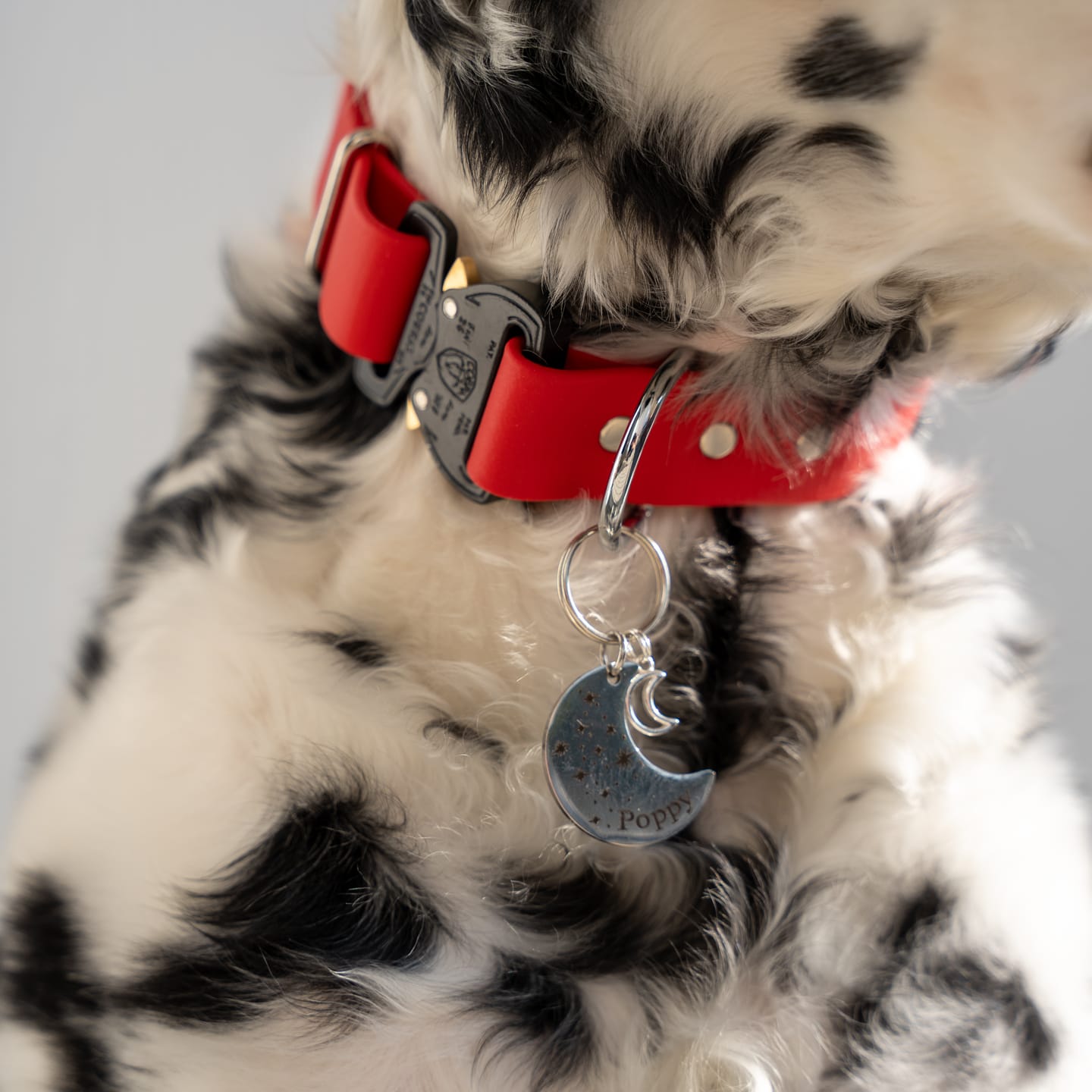 Customer photo review of Adjustable Biothane Quick Release Dog Collar