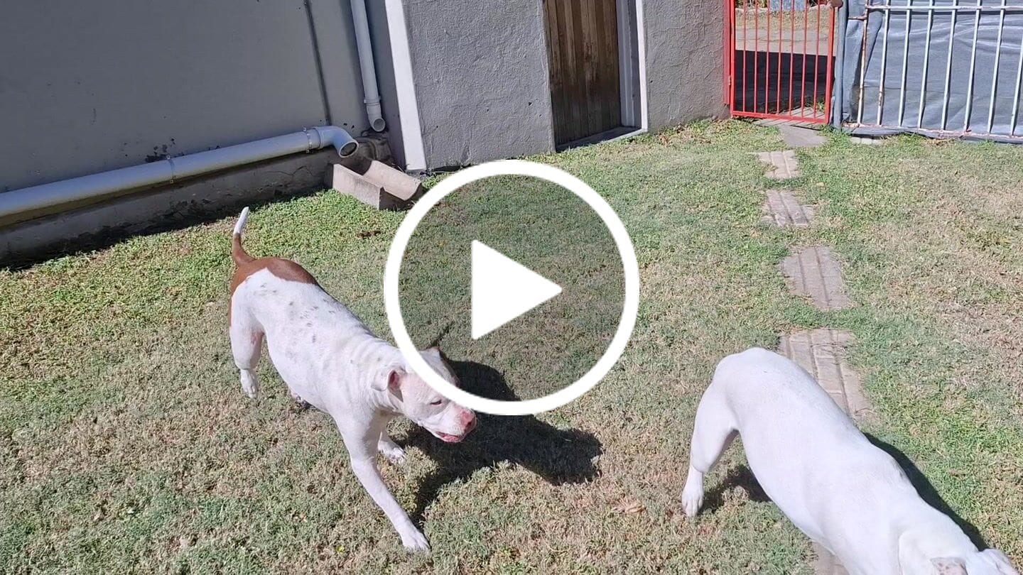 Customer video review of Doggymin (Skin & Immunity Support For Dogs)