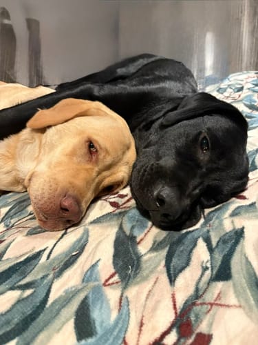 Customer photo review of LabraFur Lifestyle Kit