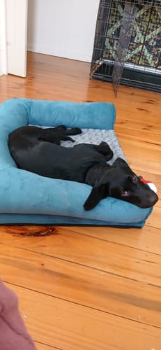 Customer's black dog lying on the blue Pet Sofa Bed on a wooden floor.