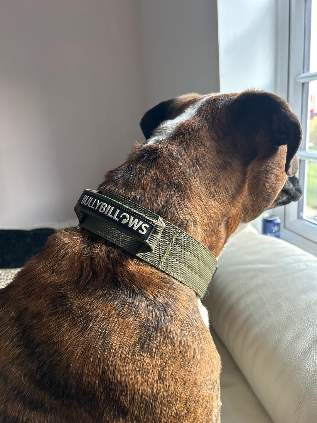 Customer photo review of 5cm Combat® Collar | With Handle & Secure Clip - Khaki