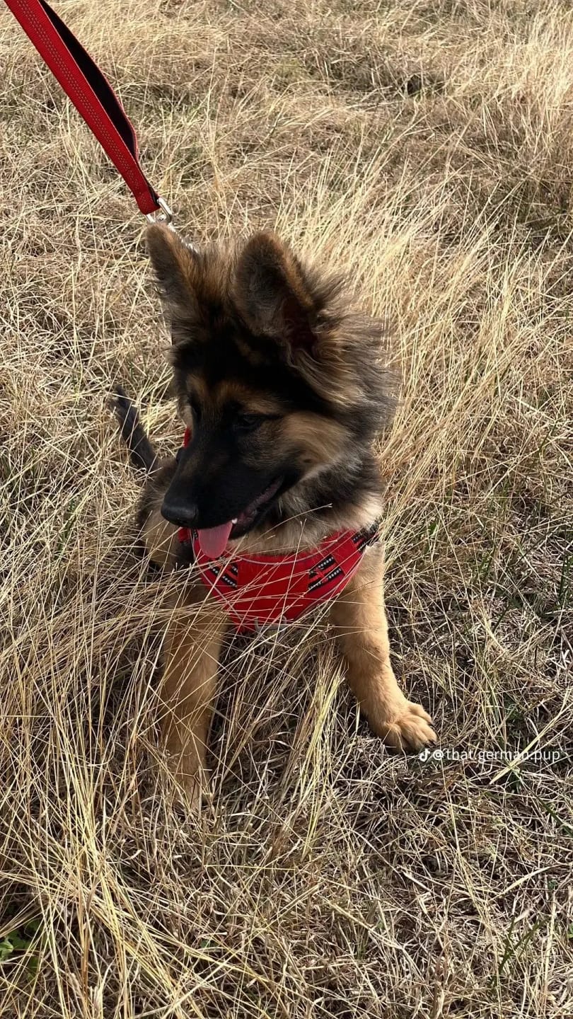 Customer photo review of FurFlow Dog Deshedding Undercoat Rake Brush | Ultimate Dog Grooming Tool