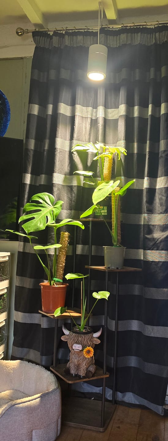 Customer photo review of Claria Grow Light Pendant: Grow Anywhere