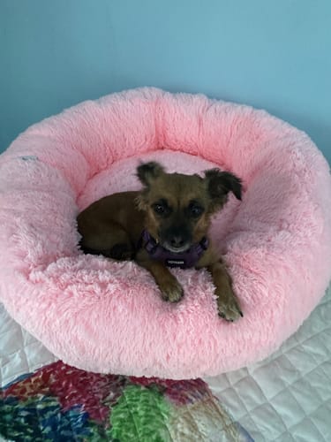 El perro de un cliente descansa en una Cama Antiestrés para Perros rosa y afelpada.