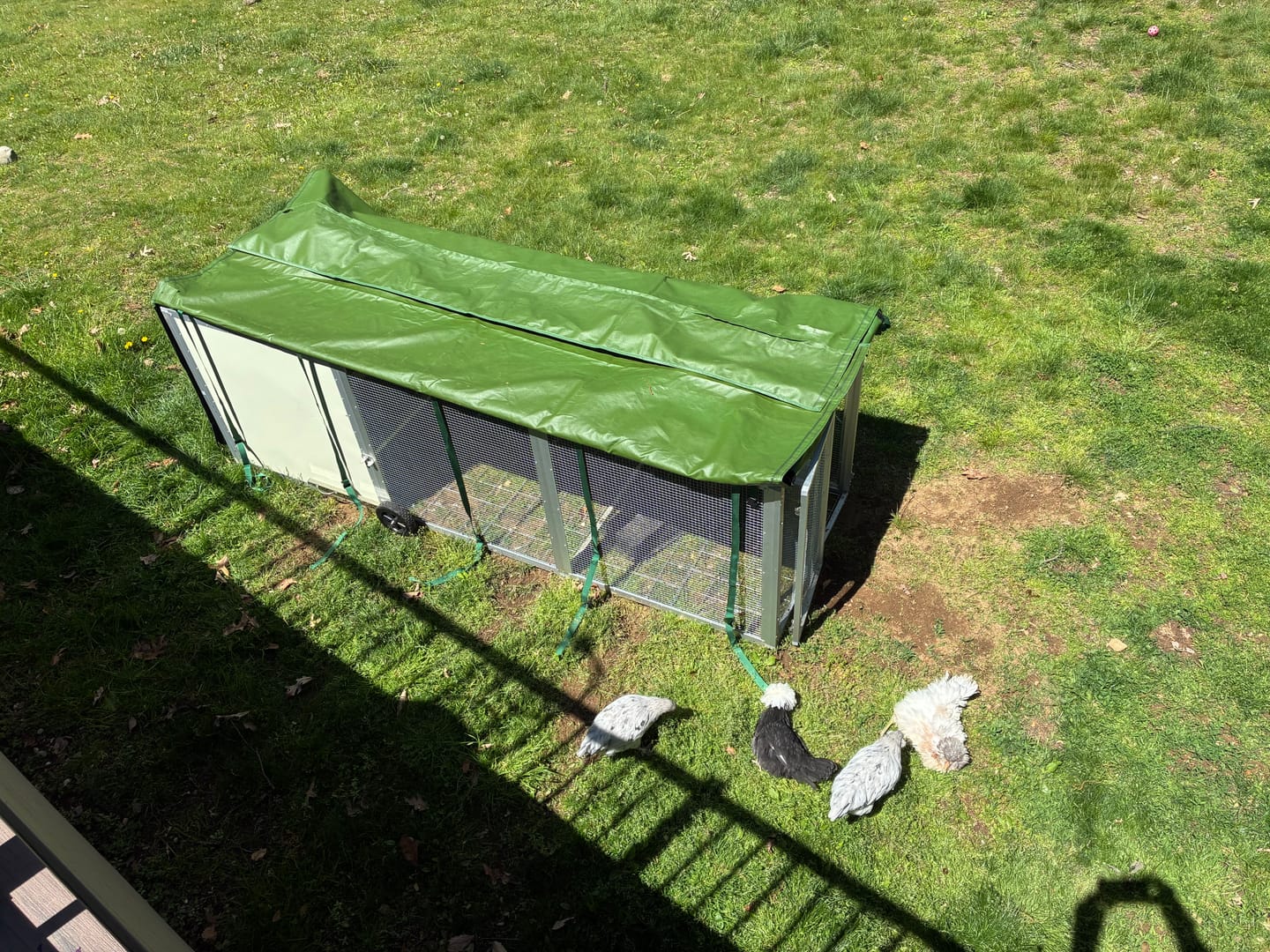 Customer photo review of Mobile Chicken Coop / Chicken Tractor