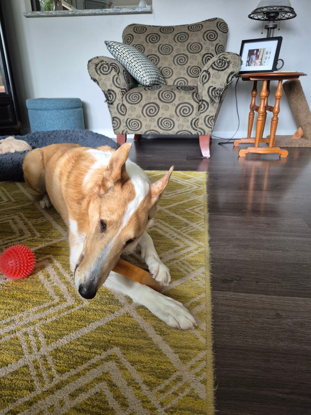 Customer photo review of Himalayan Yak Chew (EXTRA LARGE)