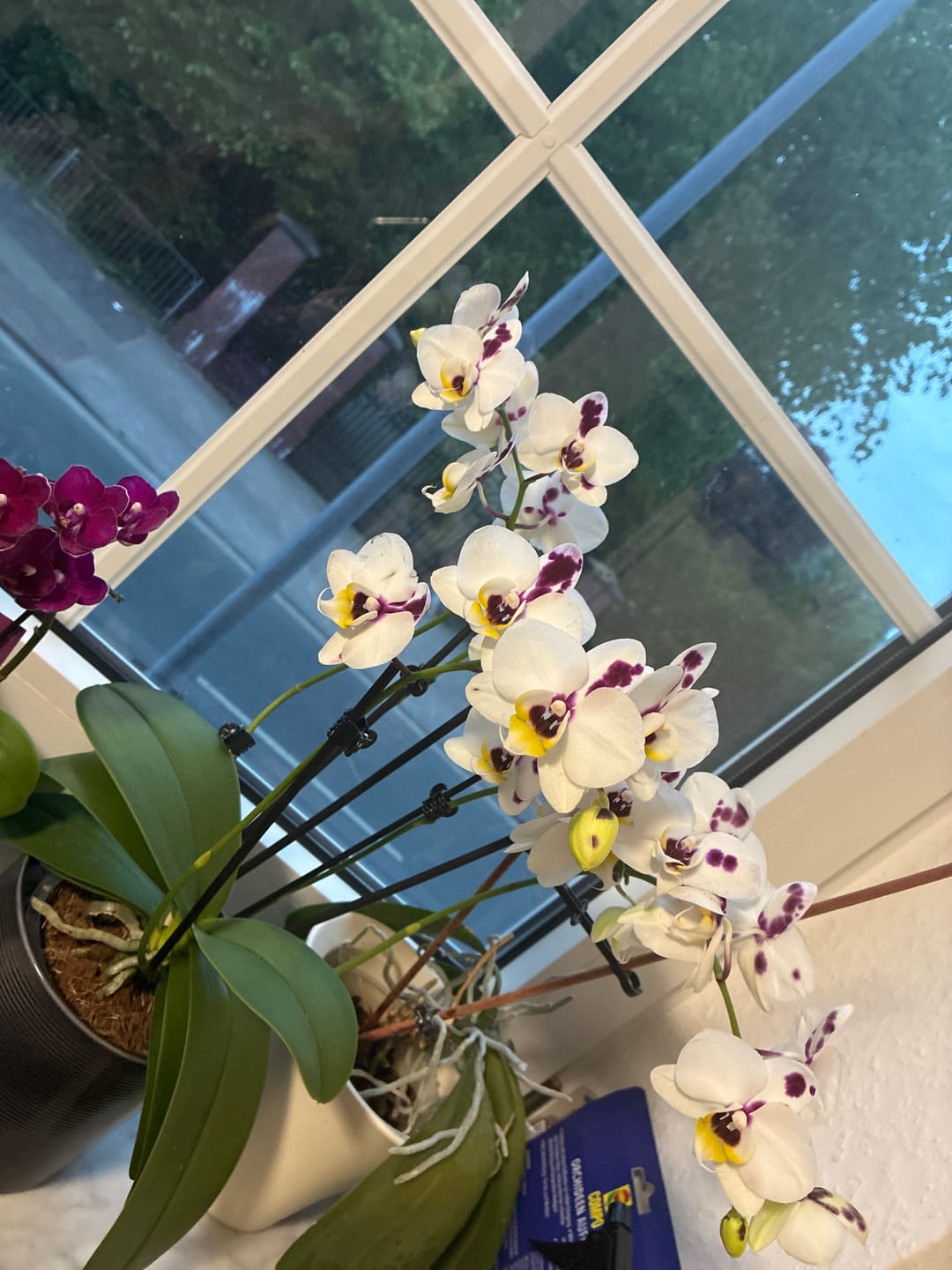 Customer photo review of Große Two of Us Marrakesh mit gefleckten Blüten und 3 Rispen