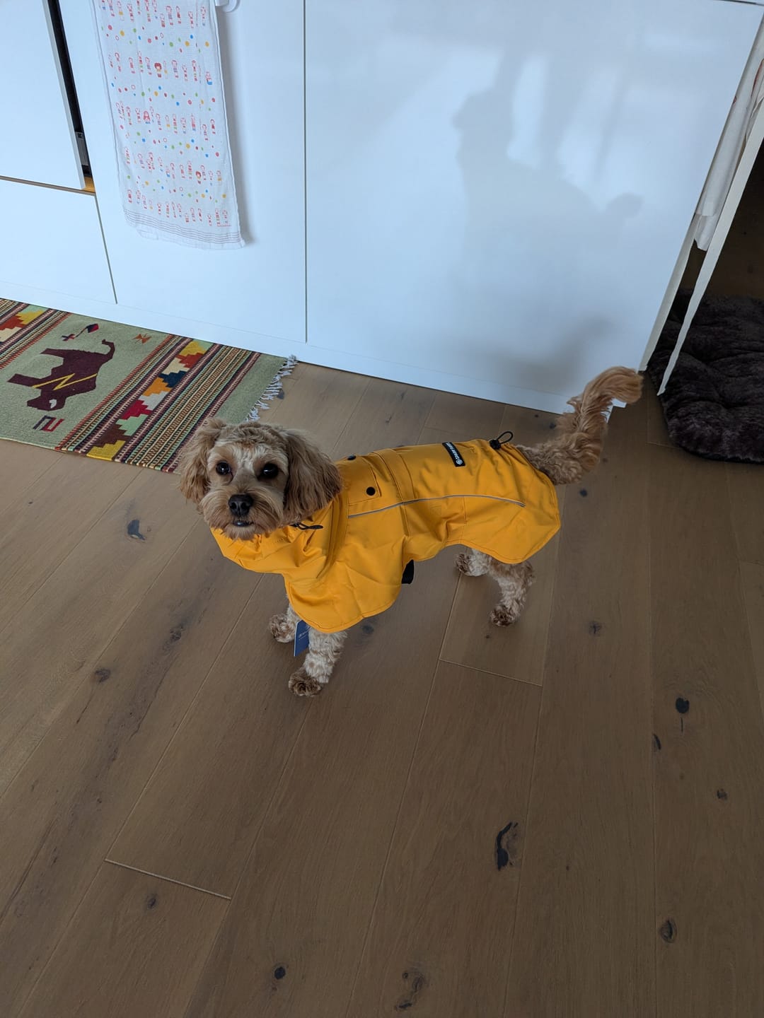 Customer photo review of Breatheshield™ Dog Raincoat - Mustard Yellow