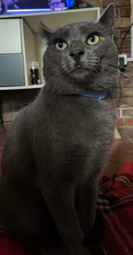 Customer photo review of Collar PVC Lavable Abrefácil (Gato)