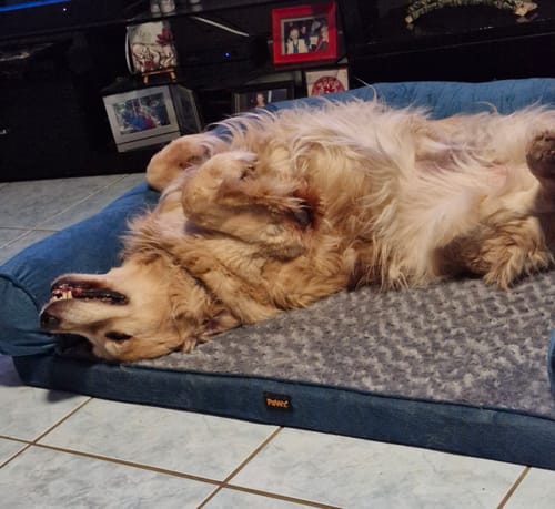 Customer's happy dog lying upside down on the comfortable blue Pet Sofa Bed.