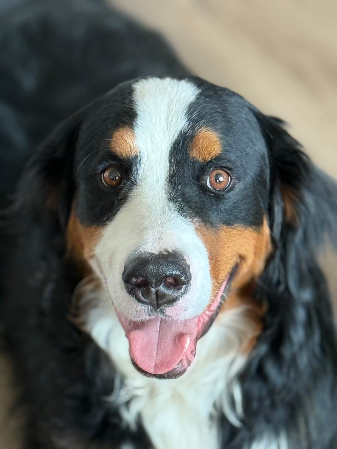 Customer photo review of 12 Inch Standard Braided Bully Stick