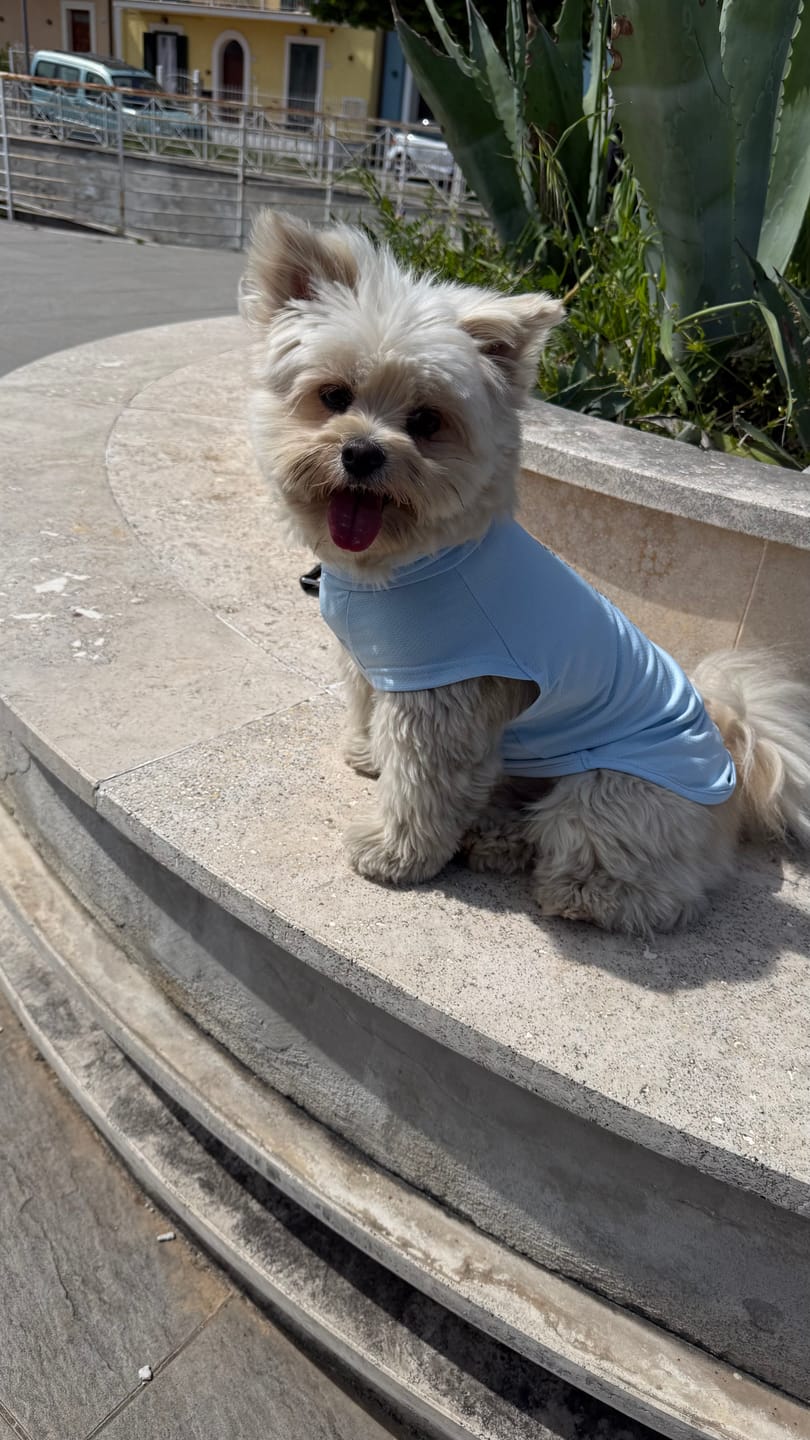 Customer photo review of Sunblock Dog T-Shirt - Blue