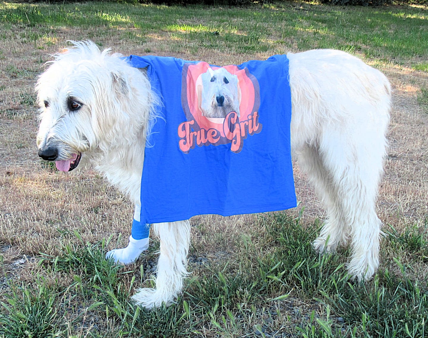 Customer photo review of Personalized Labrador Portrait