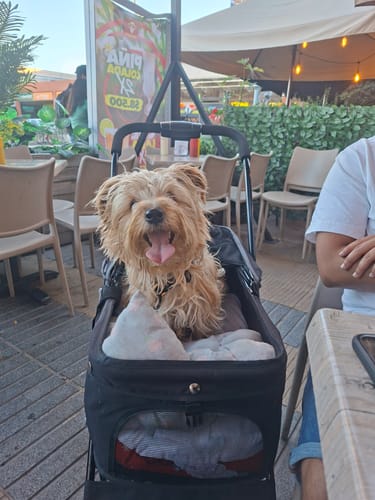 Customer photo review of Coche Mascotas Plegable Easy Perro Gato Negro BeePet by Bebesit