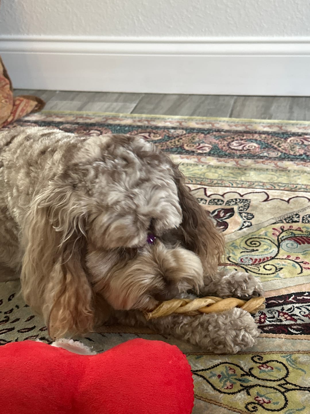 Customer photo review of Small Bully Sticks 6" Long-Lasting Dental Dog Chews