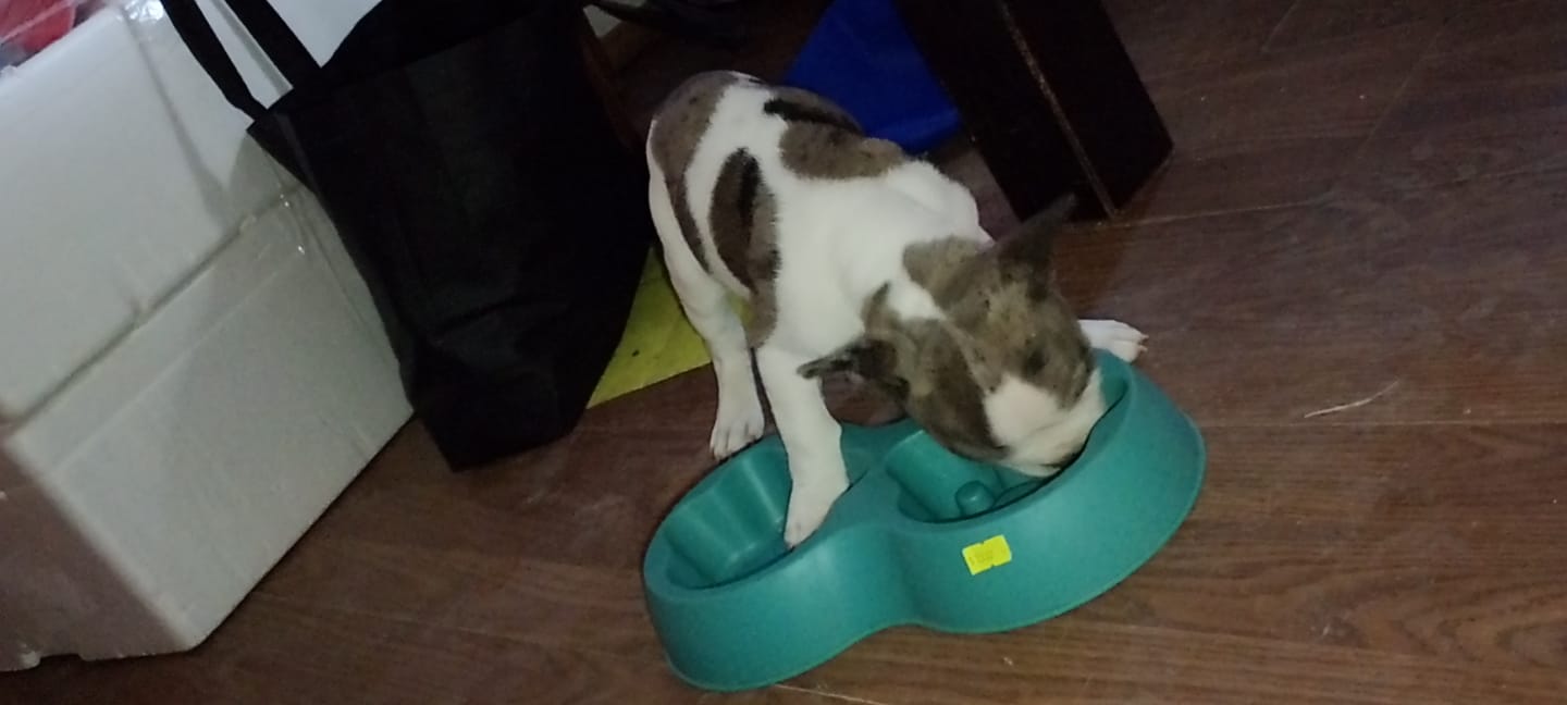 Customer photo review of PetFamily Foods Cachorros