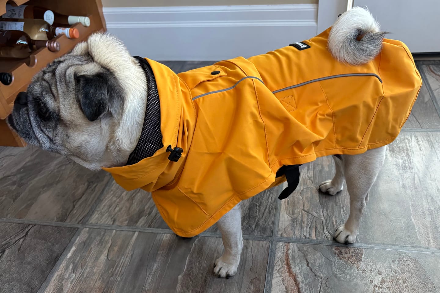 Customer photo review of Breatheshield™ Dog Raincoats